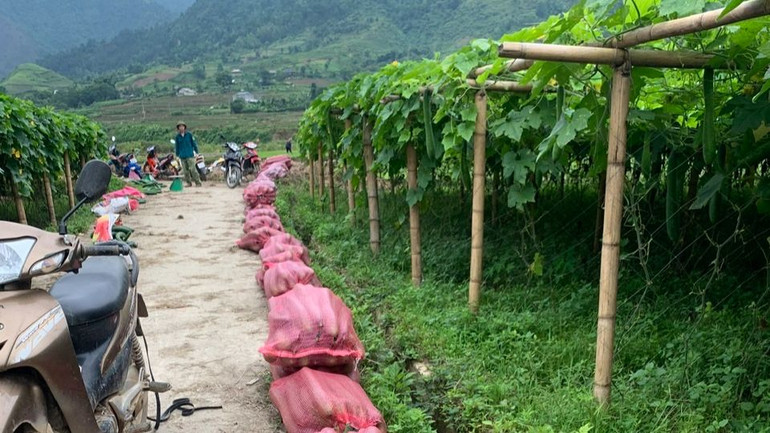 Người dân thu bí xanh bán cho thương lái đưa về xuôi tiêu thụ.