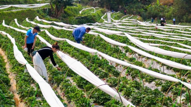 Người dân đã xây dựng những mô hình phát triển kinh tế mang tính cộng đồng (Mô hình phát triển dâu tây của một hợp tác xã do nhiều hộ dân xã Hua Nà thành lập).