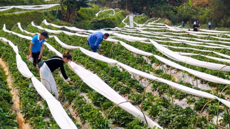 Người dân đã xây dựng những mô hình phát triển kinh tế mang tính cộng đồng (Mô hình phát triển dâu tây của một hợp tác xã do nhiều hộ dân xã Hua Nà thành lập). Người dân đã xây dựng những mô hình phát triển kinh tế mang tính cộng đồng (Mô hình phát triển dâu tây của một hợp tác xã do nhiều hộ dân xã Hua Nà thành lập).
