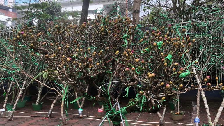 Đỗ quyên chặt từ rừng phòng hộ được người dân giao bán công khai.