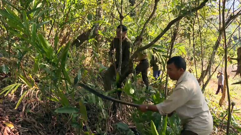 Người dân và các tổ xung kích phát đường băng cản lửa đề phòng cháy rừng. Người dân và các tổ xung kích phát đường băng cản lửa đề phòng cháy rừng.