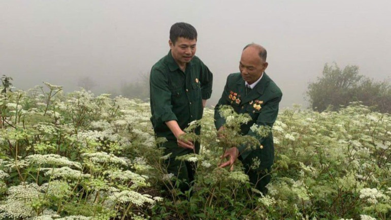 Cựu chiến binh Đinh Danh Phương giới thiệu vườn đương quy đang trổ bông ươm hạt để nhân giống đại trà.