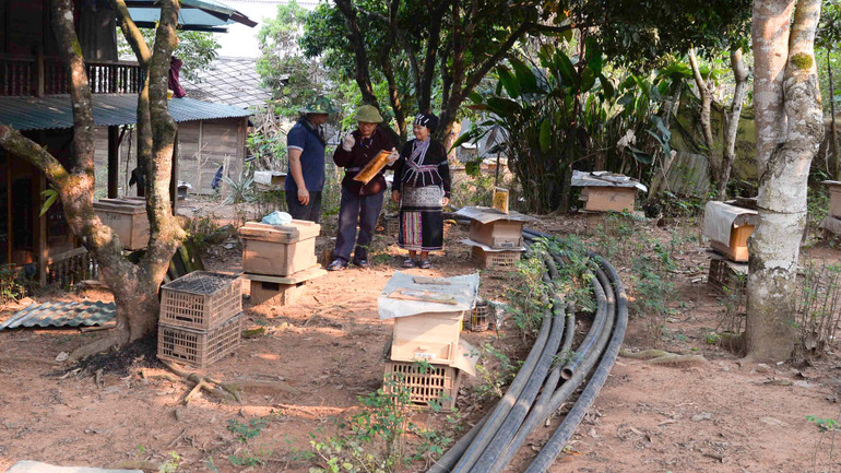 Từ mô hình nuôi ong của gia đình ông Kẻo, bản Pậu hiện đã có hàng chục hộ học theo, cùng tham gia nuôi ong lấy mật.