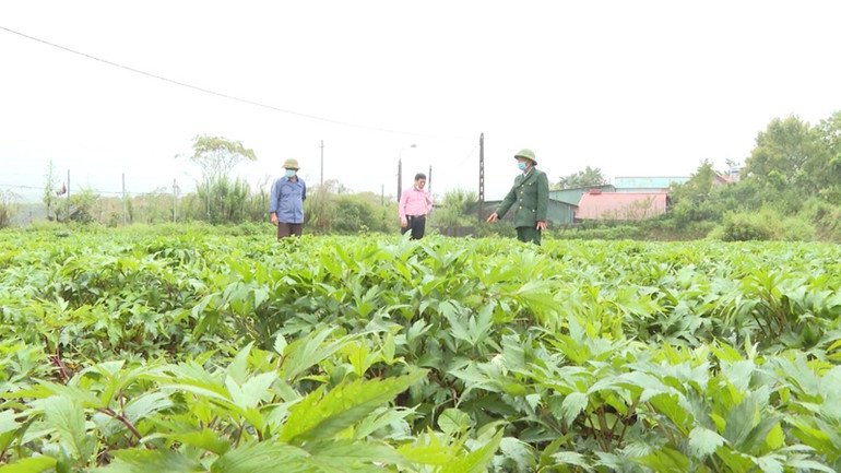 Ông Phương thường xuyên chia sẻ kinh nghiệm và hỗ trợ người dân địa phương phát triển kinh tế từ cây dược liệu.