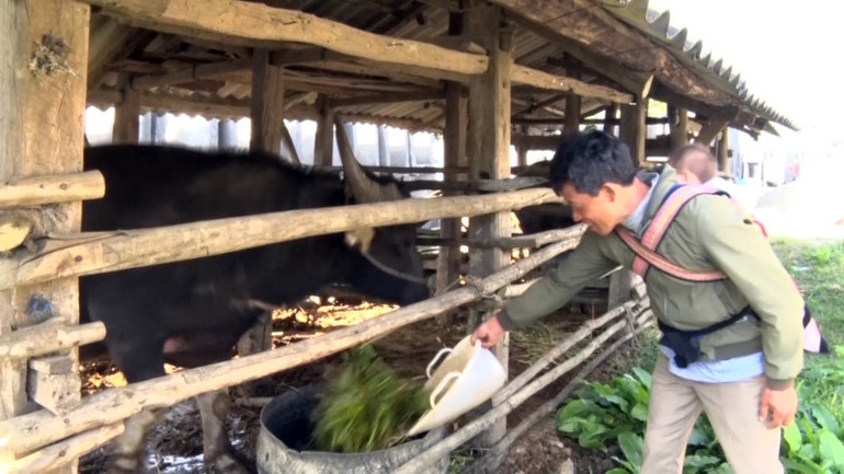 Các gia đình đưa gia súc về nuôi nhốt để tránh rét.