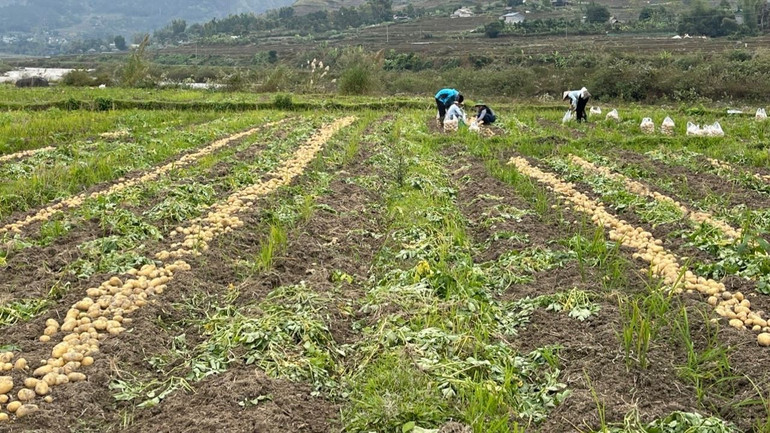 Khoai tây vụ đông giúp người dân xã Mường Kim nâng cao thu nhập.