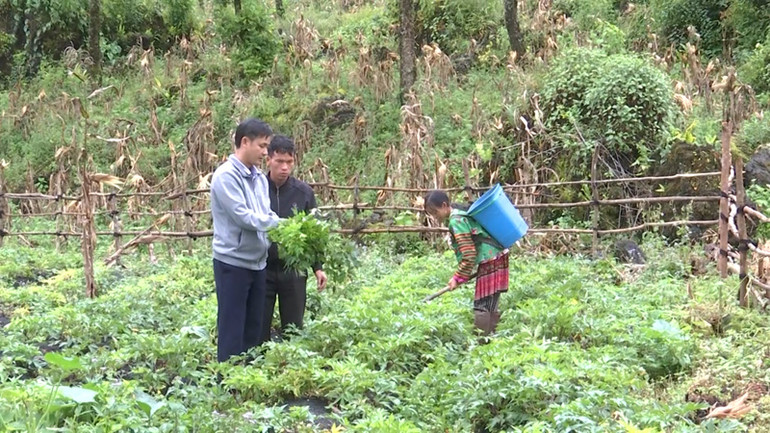 Từ những điển hình như ông Phương, nhiều hộ dân ở Mao Sao Phìn xã Xà Dề Phìn đã ổn định và vươn lên nhờ phát triển cây đương quy.