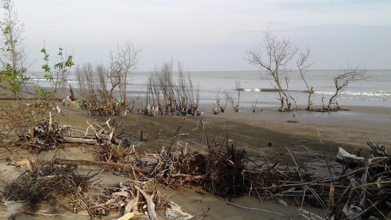 Thảm rừng bị nước biển xâm thực, dần chết khô.
