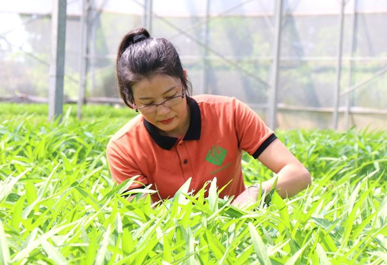 Nguyễn Thị Trâm từ bỏ công việc ổn định để "về làng" khởi nghiệp với mô hình sản xuất nông sản sạch theo hướng công nghệ cao.