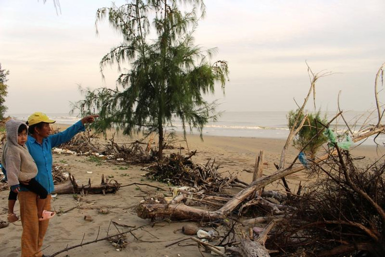 Chị Bùi Thị Hương ở thôn Tân Xuân phản ánh dải phi lao trên bãi ven bờ biển dần biến mất.