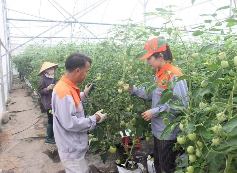 Theo chị Trâm ứng dụng công nghệ hỗ trợ tích cực cho đội ngũ quản lý trang trại và người lao động tham gia sản xuất.