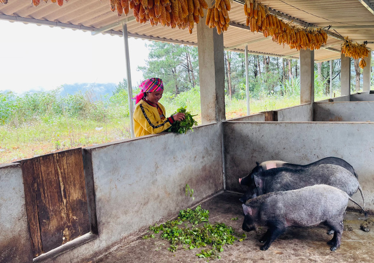 Đồng bào H'Mông xã Xà Hồ, huyện Trạm Tấu chăm sóc đàn lợn đen bản địa nuôi nhốt. (Ảnh THANH SƠN)