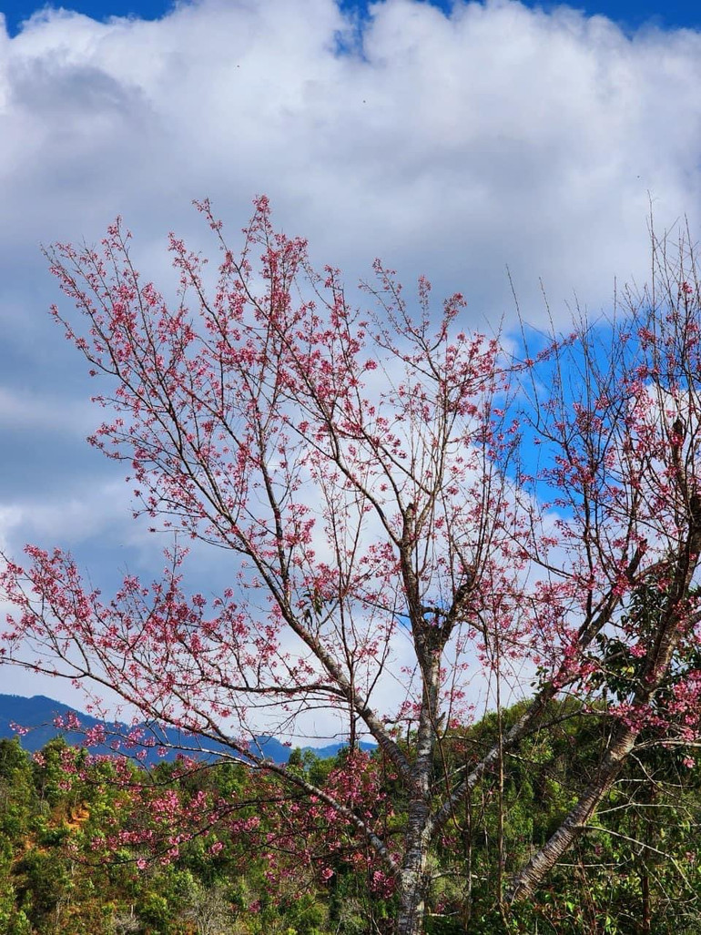 Hoa Tớ dày nở rộ trên các triền núi Mù Cang Chải. (Ảnh: THANH SƠN) Hoa Tớ dày nở rộ trên các triền núi Mù Cang Chải. (Ảnh: THANH SƠN)