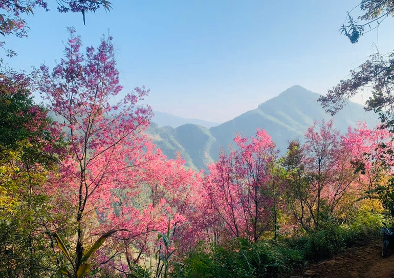 Hoa Tớ dày nở trên đỉnh núi xã La Pán Tẩn, huyện Mù Cang Chải. (Ảnh THANH SƠN)