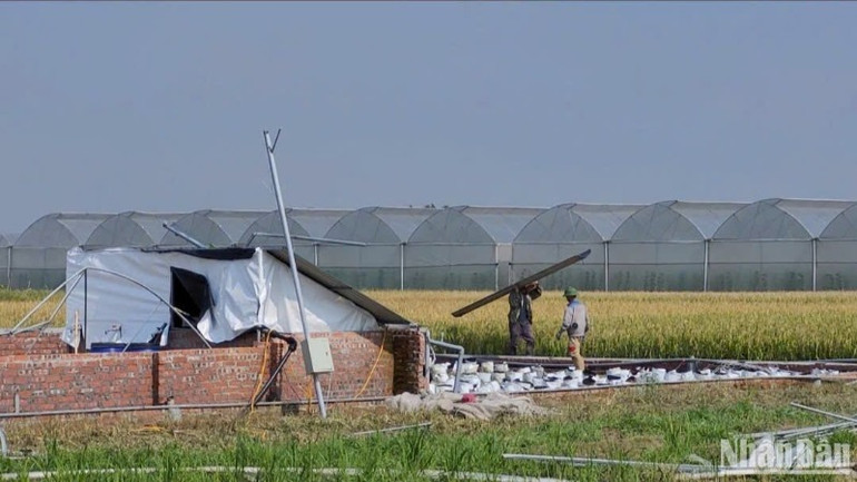 Người dân tích cực khắc phục hậu quả do bão Yagi gây ra. (Ảnh: THANH TRÀ) Người dân tích cực khắc phục hậu quả do bão Yagi gây ra. (Ảnh: THANH TRÀ)