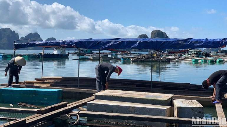 Người dân Quảng Ninh tích cực sửa chữa bè nổi khôi phục nuôi trồng thủy sản sau bão Yagi. (Ảnh: THANH TRÀ) Người dân Quảng Ninh tích cực sửa chữa bè nổi khôi phục nuôi trồng thủy sản sau bão Yagi. (Ảnh: THANH TRÀ)