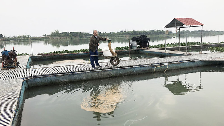 Gia đình ông Nguyễn Văn Thường, phường Nam Đồng, thành phố Hải Dương (tỉnh Hải Dương) có doanh thu hàng chục tỷ đồng mỗi năm nhờ nuôi cá lồng.