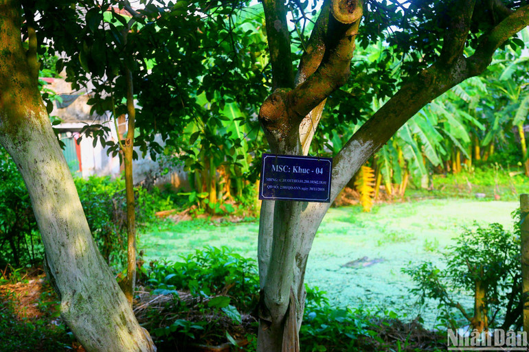 Cây bưởi đầu dòng trong vườn nhà ông Khúc, cây đầu dòng là cây đủ tiêu chuẩn đã được kiểm định để đem đi nhân giống thành các cây con.