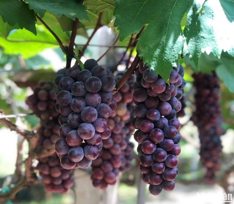 Từng chùm nho chín sai trĩu quả thu hút du khách đến tham quan trải nghiệm.