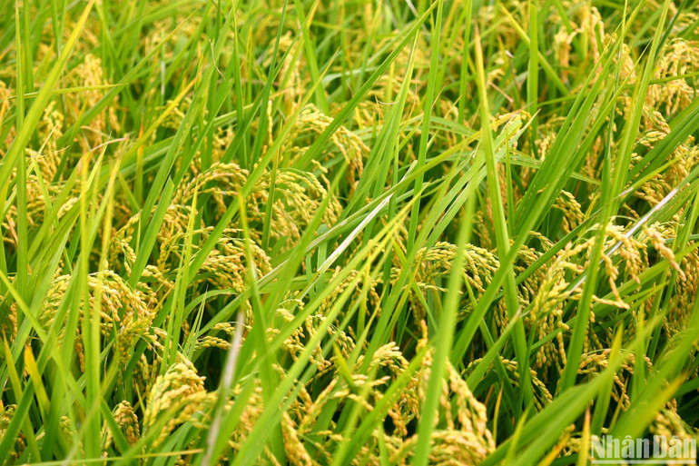 Năm nay là năm đầu tiên Hợp tác xã Phương Tú phổ biến giống lúa mới J02 để canh tác tới toàn bộ bà con xã viên. Lúa J02 là giống lúa Nhật ngắn ngày, cho năng suất cao, khả năng chống chịu sâu bệnh tốt, chất lượng gạo thơm ngon nên cho giá bán cao hơn lúa thường tới 30%. Với giống lúa mới, người dân được địa phương hỗ trợ 50% tiền thóc giống. Năm nay là năm đầu tiên Hợp tác xã Phương Tú phổ biến giống lúa mới J02 để canh tác tới toàn bộ bà con xã viên. Lúa J02 là giống lúa Nhật ngắn ngày, cho năng suất cao, khả năng chống chịu sâu bệnh tốt, chất lượng gạo thơm ngon nên cho giá bán cao hơn lúa thường tới 30%. Với giống lúa mới, người dân được địa phương hỗ trợ 50% tiền thóc giống.