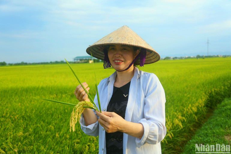 Bà Nguyễn Thị Hương (thôn Ngọc Động, xã Phương Tú) có 2 sào lúa J02, cho biết: “Vì là năm đầu cấy giống lúa J02 nên công sức và chi phí bỏ ra cao hơn so với các giống lúa khác như bắc thơm hay nếp nhung. Tuy nhiên tổng quan là được mùa, năng suất cao. Trong quá trình trồng chúng tôi chủ yếu sử dụng các loại phân bón NPK Việt Nhật và phân bón Văn Điển để bổ sung dưỡng chất cho lúa”. Bà Nguyễn Thị Hương (thôn Ngọc Động, xã Phương Tú) có 2 sào lúa J02, cho biết: “Vì là năm đầu cấy giống lúa J02 nên công sức và chi phí bỏ ra cao hơn so với các giống lúa khác như bắc thơm hay nếp nhung. Tuy nhiên tổng quan là được mùa, năng suất cao. Trong quá trình trồng chúng tôi chủ yếu sử dụng các loại phân bón NPK Việt Nhật và phân bón Văn Điển để bổ sung dưỡng chất cho lúa”.