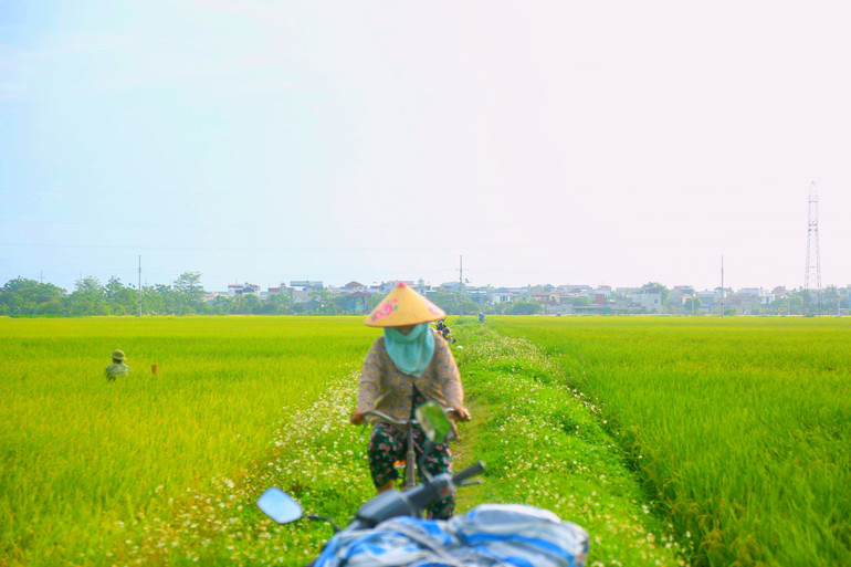 Người dân xã Phương Tú dự kiến 2 tuần nữa sẽ đồng loạt gặt lúa. Hiện mọi công tác chăm sóc, bảo vệ lúa đang được người dân tập trung để phục vụ thu hoạch lúa chiêm vào cuối tháng. Người dân xã Phương Tú dự kiến 2 tuần nữa sẽ đồng loạt gặt lúa. Hiện mọi công tác chăm sóc, bảo vệ lúa đang được người dân tập trung để phục vụ thu hoạch lúa chiêm vào cuối tháng.