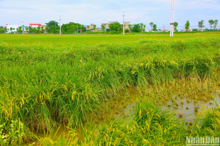 Người dân cho biết, thời tiết năm nay nhìn chung tương đối thuận lợi, duy chỉ có thời gian cuối vụ xảy ra mưa nhiều kết hợp với gió mạnh nên khiến lúa bị đổ. Bà con khắc phục bằng cách buộc lúa lại từng bó, bảo vệ cho cây lúa không bị dập nát. Người dân cho biết, thời tiết năm nay nhìn chung tương đối thuận lợi, duy chỉ có thời gian cuối vụ xảy ra mưa nhiều kết hợp với gió mạnh nên khiến lúa bị đổ. Bà con khắc phục bằng cách buộc lúa lại từng bó, bảo vệ cho cây lúa không bị dập nát.