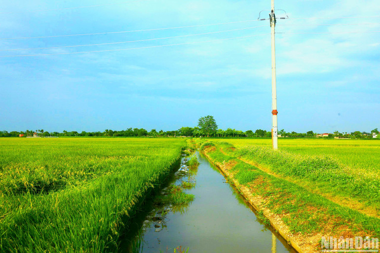 Chính quyền địa phương cũng tiến hành phối hợp với nông dân dự kiến tháo nước khỏi mặt ruộng để duy trì tình trạng khô ráo, phục vụ gặt lúa nếu có tình trạng mưa nhiều xảy ra, gây ngập úng chân ruộng. Chính quyền địa phương cũng tiến hành phối hợp với nông dân dự kiến tháo nước khỏi mặt ruộng để duy trì tình trạng khô ráo, phục vụ gặt lúa nếu có tình trạng mưa nhiều xảy ra, gây ngập úng chân ruộng.