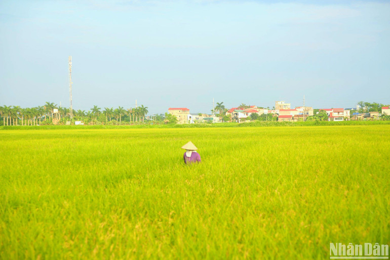 Do mưa nhiều, cây lúa đang thì con gái gặp thời tiết âm u nên hình thành nhiều sâu bệnh. Các nỗi lo có thể kể đến như ốc, sâu cuốn lá, đạo ôn, đặc biệt là chuột cắn phá. Diện tích lúa nhà bà Hoa bị thiệt hại tương đối do chuột phá hoại. Người dân khắc phục bằng cách phun các loại thuốc trừ sâu, làm bẫy chuột, phun thuốc ốc hoặc chong đèn ban đêm để bắt ốc. Do mưa nhiều, cây lúa đang thì con gái gặp thời tiết âm u nên hình thành nhiều sâu bệnh. Các nỗi lo có thể kể đến như ốc, sâu cuốn lá, đạo ôn, đặc biệt là chuột cắn phá. Diện tích lúa nhà bà Hoa bị thiệt hại tương đối do chuột phá hoại. Người dân khắc phục bằng cách phun các loại thuốc trừ sâu, làm bẫy chuột, phun thuốc ốc hoặc chong đèn ban đêm để bắt ốc.