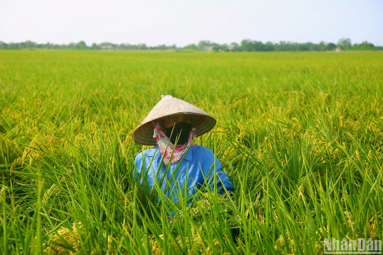 Tương tự như ông Nhượng, gia đình bà Đỗ Thị Hoa đang cấy 8 sào rưỡi lúa chiêm J02, dự kiến sản lượng đạt 2 tạ/sào. Dù chưa thu hoạch và là năm đầu tiên cấy giống lúa này nhưng bà cho biết ruộng lúa của mình được dự đoán cho năng suất cao. Lúa trổ bông đều, dày hạt, chất lượng lúa tốt hơn so với hằng năm khiến bà vô cùng phấn khởi. Gia đình bà dự kiến 2 tuần nữa sẽ tiến hành thu hoạch. Tương tự như ông Nhượng, gia đình bà Đỗ Thị Hoa đang cấy 8 sào rưỡi lúa chiêm J02, dự kiến sản lượng đạt 2 tạ/sào. Dù chưa thu hoạch và là năm đầu tiên cấy giống lúa này nhưng bà cho biết ruộng lúa của mình được dự đoán cho năng suất cao. Lúa trổ bông đều, dày hạt, chất lượng lúa tốt hơn so với hằng năm khiến bà vô cùng phấn khởi. Gia đình bà dự kiến 2 tuần nữa sẽ tiến hành thu hoạch.
