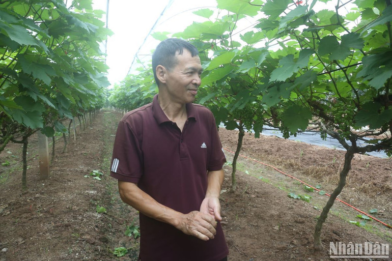 Ông Nguyễn Hữu Vinh trong vườn nho của mình..