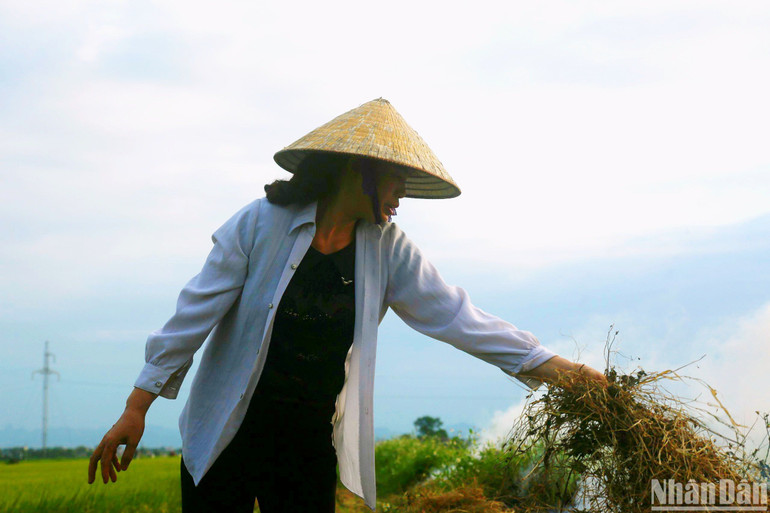 Cỏ bờ sau khi cắt sẽ được đốt để không làm ảnh hưởng đến năng suất chất lượng lúa sắp vào thu hoạch. Cỏ bờ sau khi cắt sẽ được đốt để không làm ảnh hưởng đến năng suất chất lượng lúa sắp vào thu hoạch.