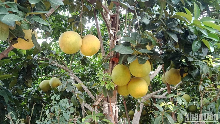 Dù xuất hiện đã lâu, song phải đến thời gian gần đây, bưởi Thồ Bạch Hạ mới được nhiều người biết tới và trở nên nổi tiếng.