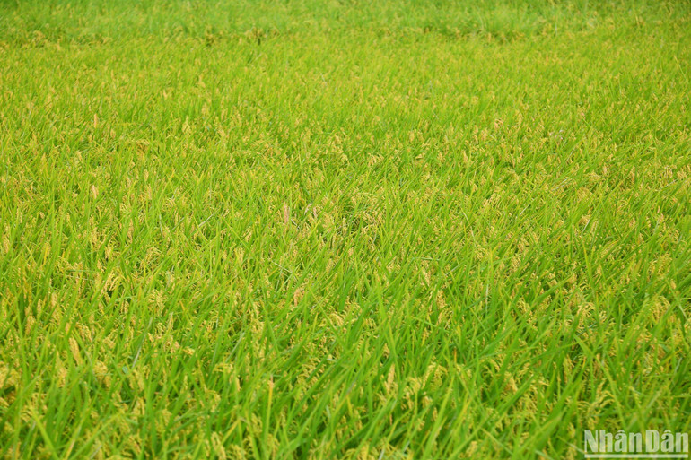 Vụ chiêm năm nay, hầu hết các thửa ruộng tại xã Phương Tú đều sử dụng máy bay để phun các loại thuốc bảo vệ thực vật, giúp tăng hiệu quả ngăn ngừa các loại sâu bệnh làm ảnh hưởng đến năng suất, chất lượng lúa. Vụ chiêm năm nay, hầu hết các thửa ruộng tại xã Phương Tú đều sử dụng máy bay để phun các loại thuốc bảo vệ thực vật, giúp tăng hiệu quả ngăn ngừa các loại sâu bệnh làm ảnh hưởng đến năng suất, chất lượng lúa.