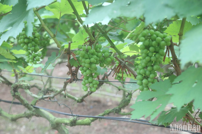 Vườn nho của ông Nguyễn Hữu Vinh đang trong quá trình chăm sóc và sinh trưởng tốt.