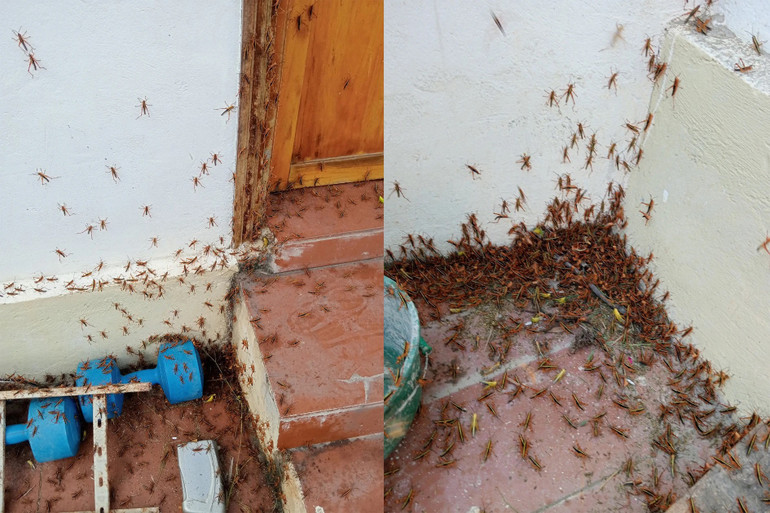 Đến ngày 30/5/2024, tổng diện tích các ổ dịch châu chấu tre lưng vàng là 642 ha.