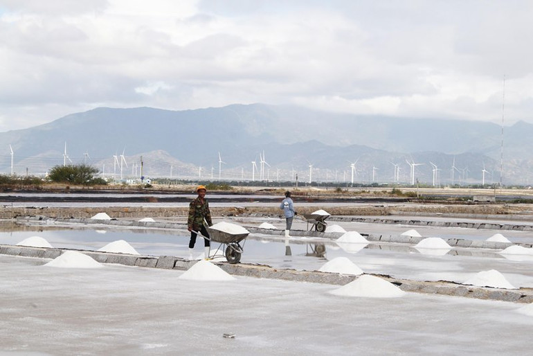 Do ảnh hưởng thời tiết không thuận lợi từ Tết Nguyên đán năm 2023 đến nay, làm độ mặn của nước biển khi bơm hút vào giang để sản xuất trên nền đất truyền thống giảm, nên năng suất và chất lượng muối kết tinh giảm so với năm trước. Do ảnh hưởng thời tiết không thuận lợi từ Tết Nguyên đán năm 2023 đến nay, làm độ mặn của nước biển khi bơm hút vào giang để sản xuất trên nền đất truyền thống giảm, nên năng suất và chất lượng muối kết tinh giảm so với năm trước.