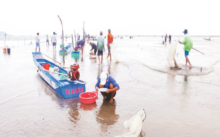 Người dân nhặt, tách nghêu giống ra khỏi cát để bán lại cho thương lái.