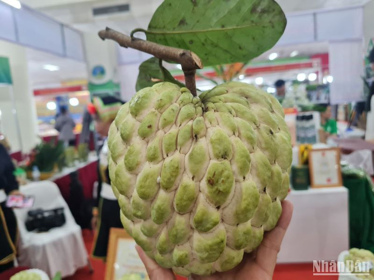 Việc đưa những giống na mới vào canh tác đã tạo ra những trái na rất lớn, có những quả nặng tới gần 1kg.