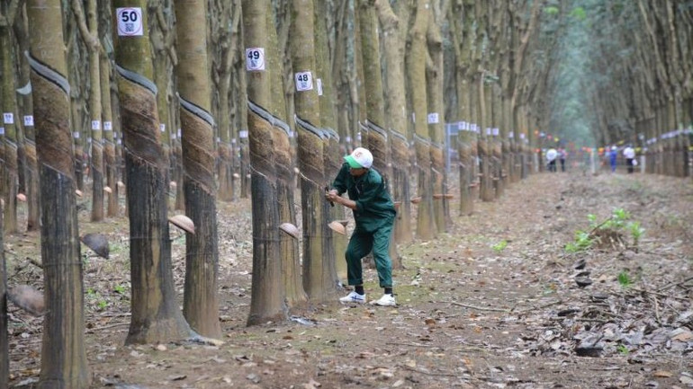 Thí sinh thực hiện phần thi thực hành thu hoạch mủ cao-su.