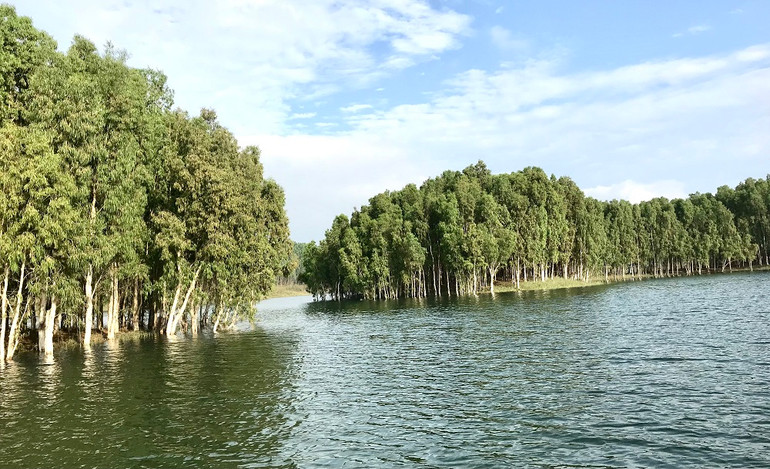 Một đảo nổi trồng cây tràm cho sinh trưởng tốt.