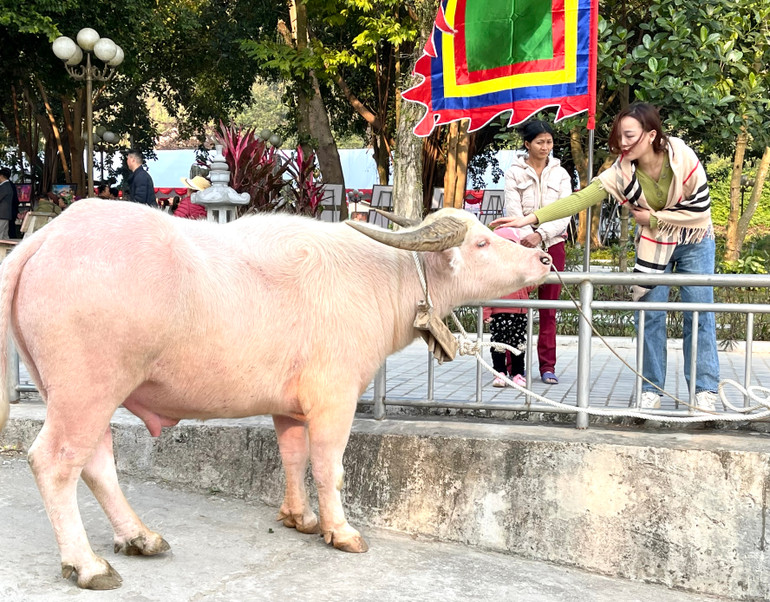 Trâu trắng sau khi giết thịt được dâng lên thánh Mẫu.