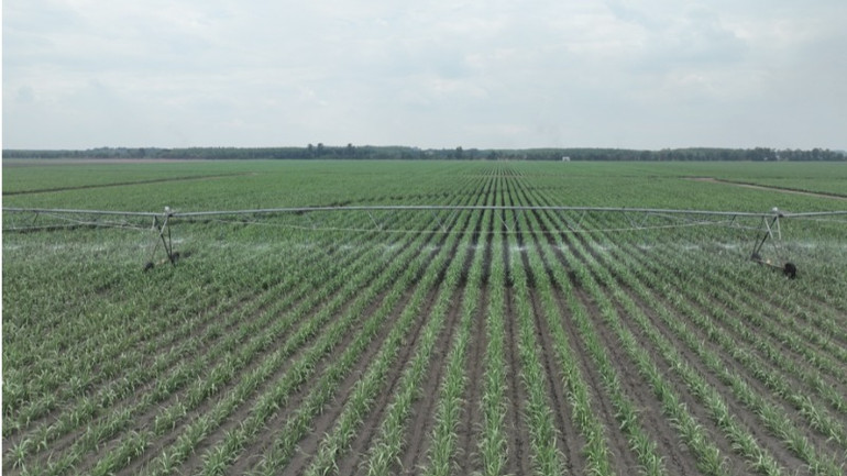 Vùng nguyên liệu phục vụ Nhà máy Ninh Điền khẩn trương đi vào cải tạo, hỗ trợ chặt chẽ hoạt động sản xuất.