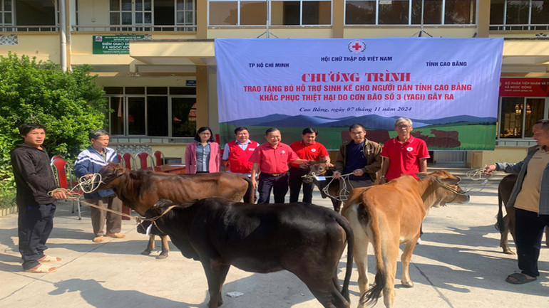 Hỗ trợ bò giống đến 150 hộ gia đình có hoàn cảnh khó khăn bị ảnh hưởng bởi bão số 3.
