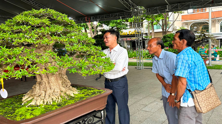 Khách tham quan một chậu Bonsai tại Hội thi-Triển lãm.
