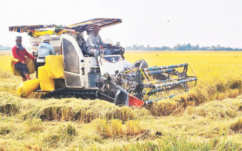 Thu hoạch lúa đông xuân 2023-2024 ở Hậu Giang.