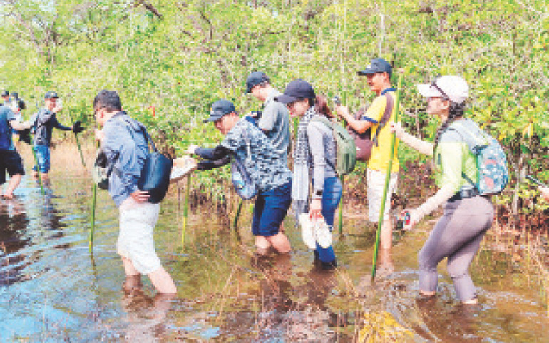 Du khách đi qua những hệ sinh thái rừng ngập mặn để đến sông Rạch Tràm.