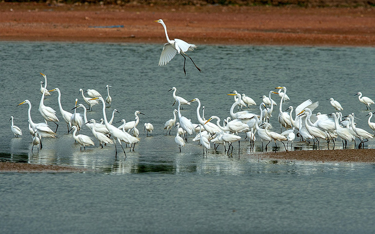 Các loài chim nước cư trú trong khuôn viên Trường đại học Nông-Lâm Bắc Giang tập trung từ đầu những năm 90 của thế kỷ 20. (Ảnh NGUYỄN CHÍ THÀNH)