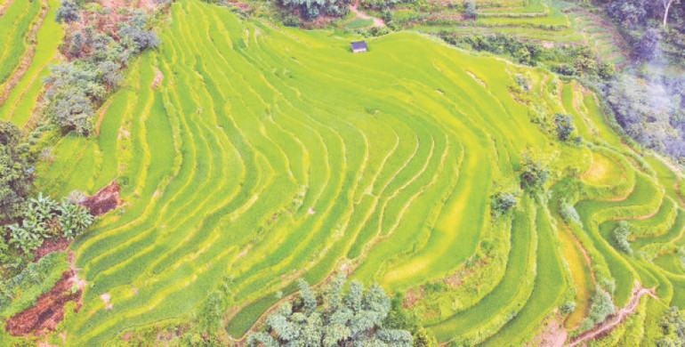 Ruộng bậc thang ngay phía trước bản.