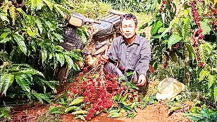 Anh Dương với cành cà-phê bị bẻ vứt ngang đường.